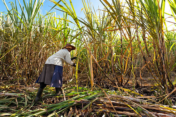 frau ernten sugar canes - cut sugar cane stock-fotos und bilder