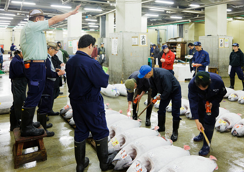 Tokyo, Japan - June 2, 2011: Buyers inspect frozen Maguro tuna while the auctioneer solicits bids during the daily auction in the Tokyo Metropolitan Central Wholesale Market, commonly known as the Tsukiji Fish Market.  The market is the largest wholesale fish and seafood market in the world and also one of the largest wholesale food markets of any kind. The market is located in Tsukiji in central Tokyo, and is a major attraction for foreign visitors.