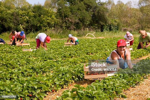 Fresa Pickers Foto de stock y más banco de imágenes de Fresa - Fresa, Cosechar, Cultivo