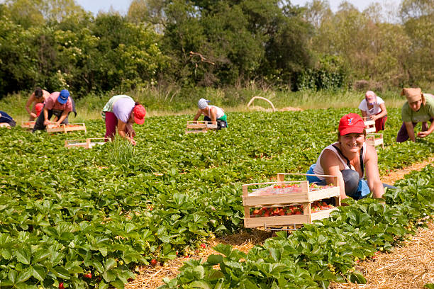 Strawberry Pickers stock photo