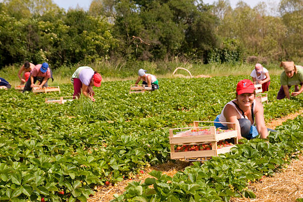 strawberry pickers - picking crop harvesting scenics zdjęcia i obrazy z banku zdjęć