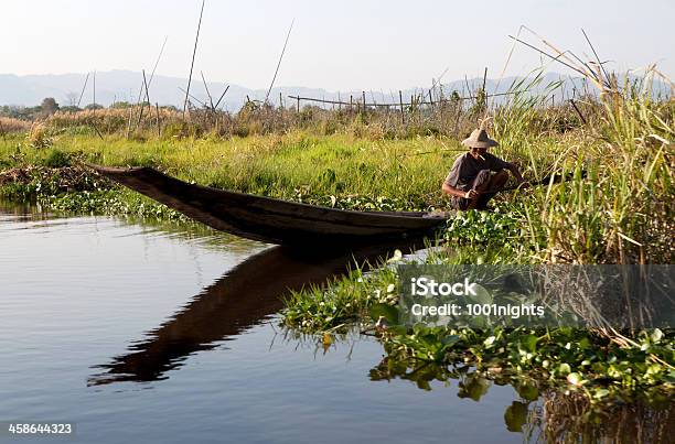 Foto de Agricultura No Lago Inle Myanmar e mais fotos de stock de Adulto - Adulto, Agricultor, Agricultura