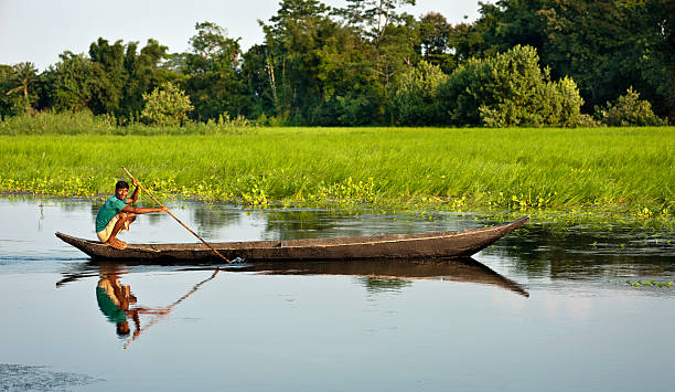 Majuli, man rowing wooden boat, lagoon, Assam, India "Majuli, India - August 27, 2011: A photograph of a man from the Mising Tribe rowing a dug-out wooden boat along a lagoon. In the background of the photograph is a paddy field behind which is thick woodland. The photograph was taken at late afternoon and the view is serene and peaceful with reflections of the man and the boat on the water's surface." brahmaputra river stock pictures, royalty-free photos & images