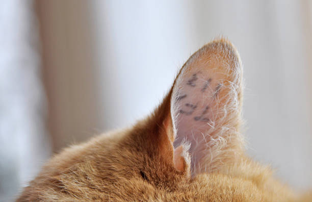 cat ausweis tattoo - animal ear stock-fotos und bilder