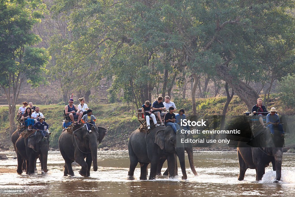 Elefante viaje. - Foto de stock de Actividad libre de derechos