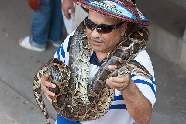 touristes pose avec python - oakley photos et images de collection