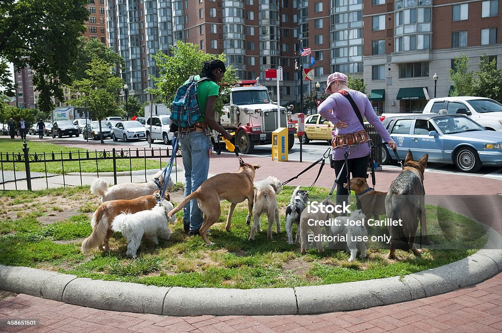 Promeneurs chien professionnel - Photo de Profession supérieure ou intermédiaire libre de droits