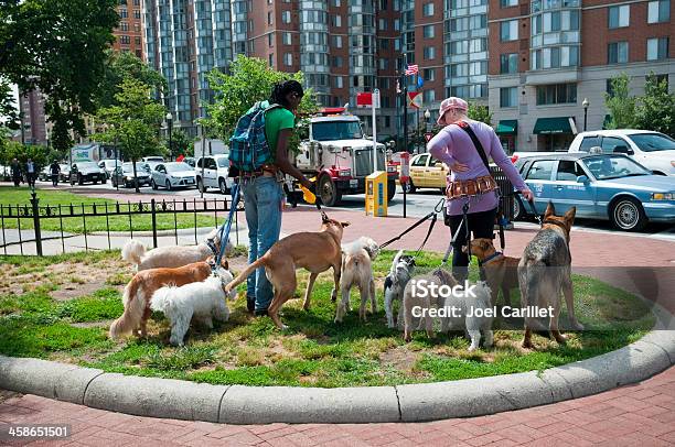 Cão Profissional Masculino - Fotografias de stock e mais imagens de Levar cão a passear - Levar cão a passear, Profissão, Adulto