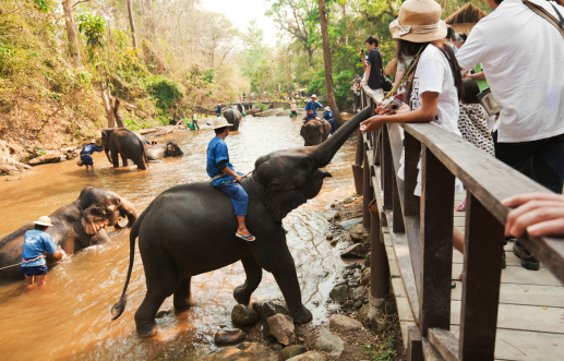 Chian Mai, Thailand - March 07, 2011: Several mahouts bathing their elephants in front of curious tourists while one young elephant suddenly decided to beg the tourists for some food