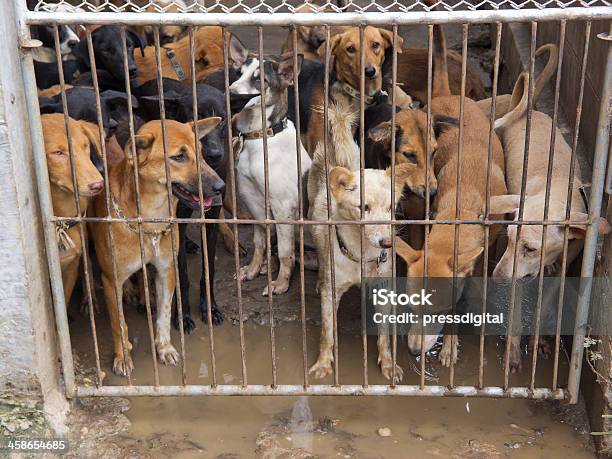 Socorreu Cães - Fotografias de stock e mais imagens de Cão - Cão, Jaula, Resgate