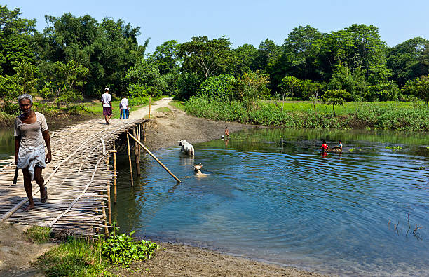 majuli, lagune mit damen angeln, kühe baden, brücke, assam, indien - flussinsel landform stock-fotos und bilder