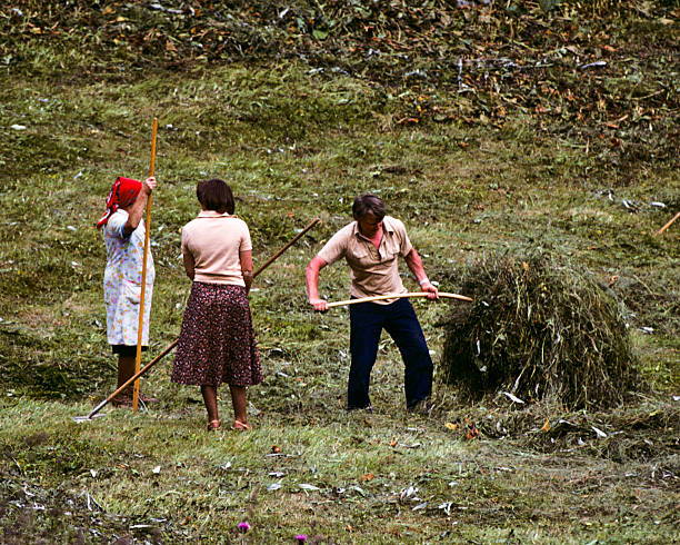Gathering Hay in a Swiss Meadow Grindelwald, Bern Canton, Switzerland - July 15, 1978: Two women and a man are gathering and raking hay from an alpine meadow. jeff goulden switzerland stock pictures, royalty-free photos & images
