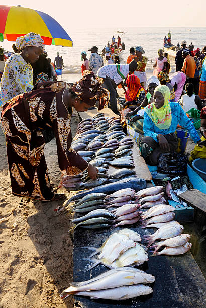 Tanji, Gambia – December 28, 2009: Colorful and busy spectacle at the fish market on the beach in Tanji, the most important fresh fish market in the region. Everyday at dusk fishing boat deliver fresh fish at the beach. The fish is sorted out and sold the immediately by the market women.
