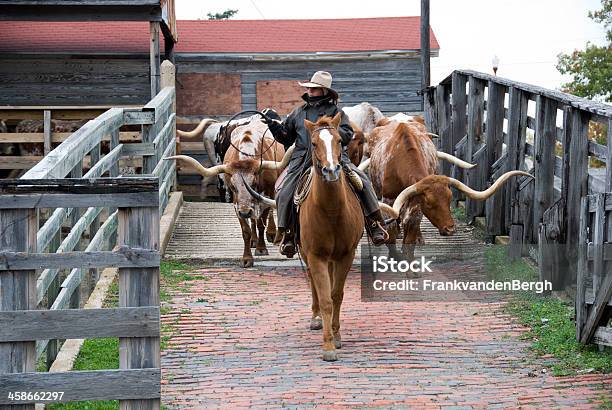 Texas Longhorn Cattle Stock Photo - Download Image Now - Texas, Texas Longhorn Cattle, Bull - Animal