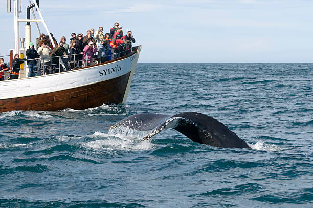HAsavA-k, Iceland - July 23, 2008: Tourists in a passenger ship watching a humpback whale starting the immersion on HAsavA-k, SkjA!lfandi Bay, Iceland. Whale watching is one of the most popular tourist activities in Iceland. The humpback whale averages from 15 to 17 meters and weight 40.000 kilograms.