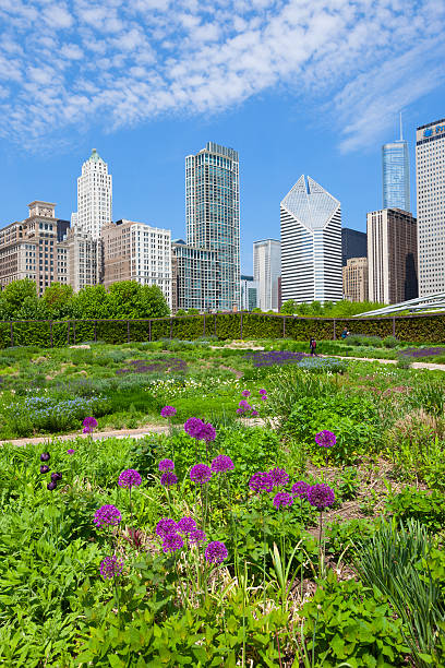 Lurie Garden at Millenium Park in Chicago Illinois USA "Chicago, USA - May 24, 2011: Flowers and plants in Lurie Garden, located in the landmark Millenium Park, with people walking by in the background." lurie stock pictures, royalty-free photos & images