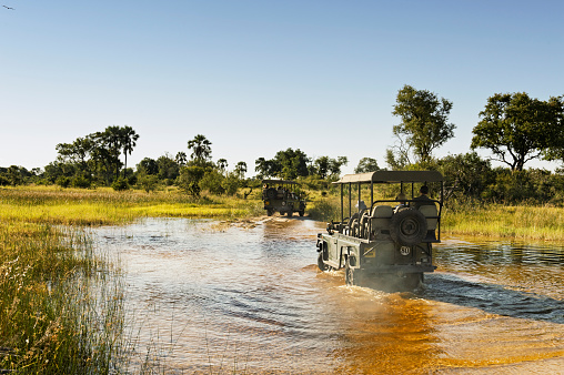 Chitabe Concession ,Botswana - April 2, 2012: Safari vehicles with tourists driving through the water at the end of the rainy season during a game drive in the Okavango Delta. 