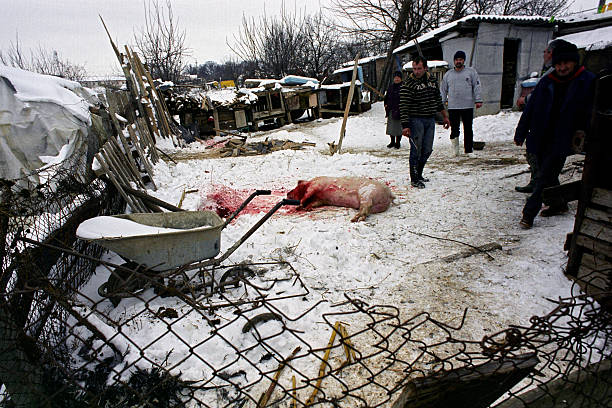 Les gens Cochon Morte - Photo