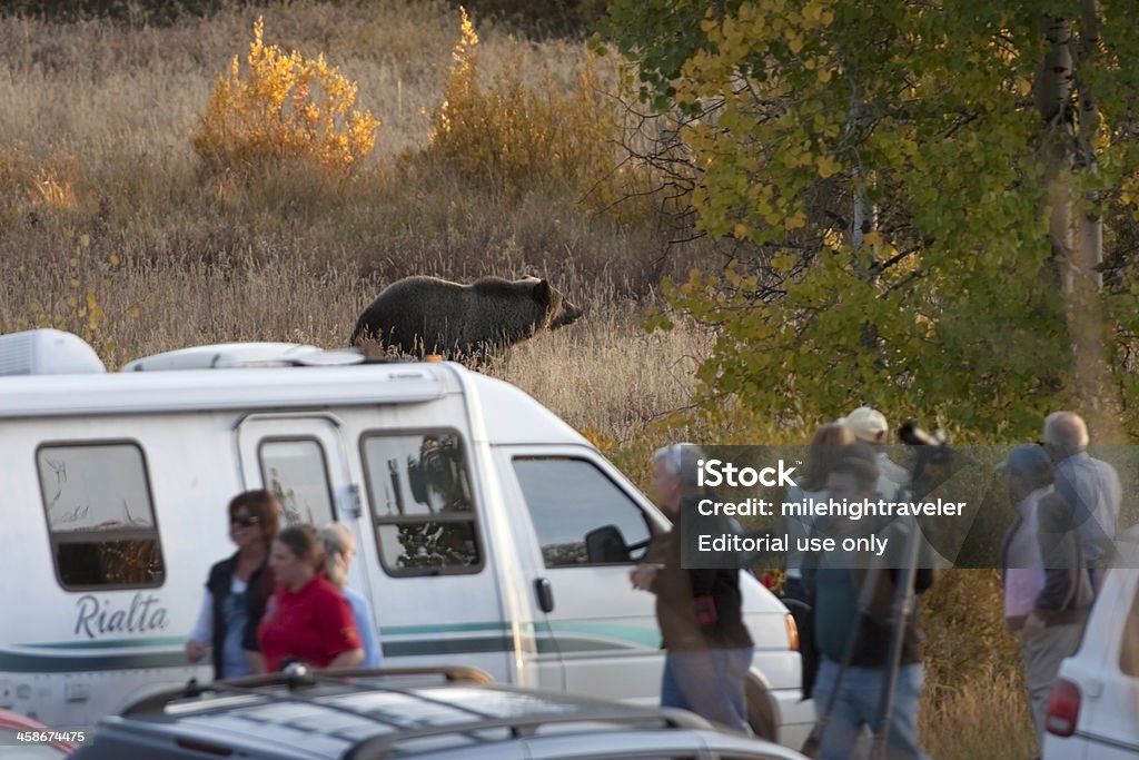 Grizzly bear i turystów w Grand Tetons National Park Wyoming - Zbiór zdjęć royalty-free (Fotograf)