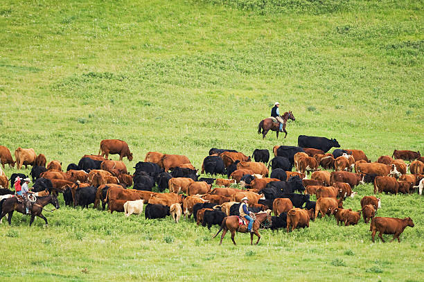 arrotondare la mandria - rounding foto e immagini stock