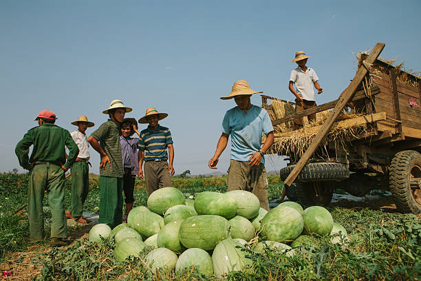 Harvesting watermelons in Myanmar stock photo