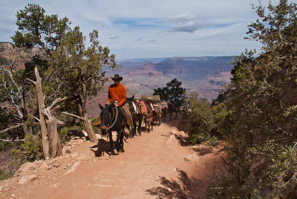 wrangler mulo que un tren del sur kaibab trail - mule grand canyon national park cowboy arizona fotografías e imágenes de stock