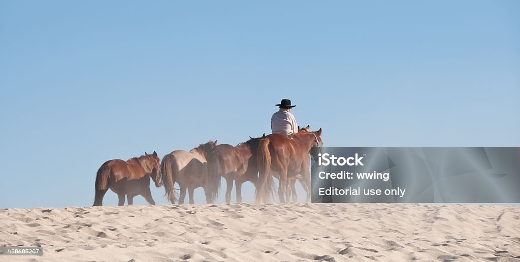 La plage et les chevaux à San José del Cabo - Photo de Amérique latine libre de droits