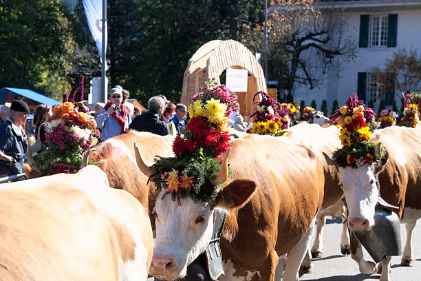 simmental 소 하행결장 메트로폴리스 여름 alp - editorial europe flower cattle 뉴스 사진 이미지