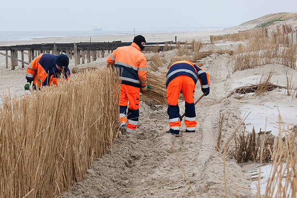 Bergen-aan-zee, The Netherlands - December 17, 2007: Three workers in orange outfits are busy planting bundles of reed at tht edge of the beach at Bergen-aan-Zee, The Netherlands. The reeds are intended to slow down the eroding of the sand dunes, which help protect Holland from the sea.