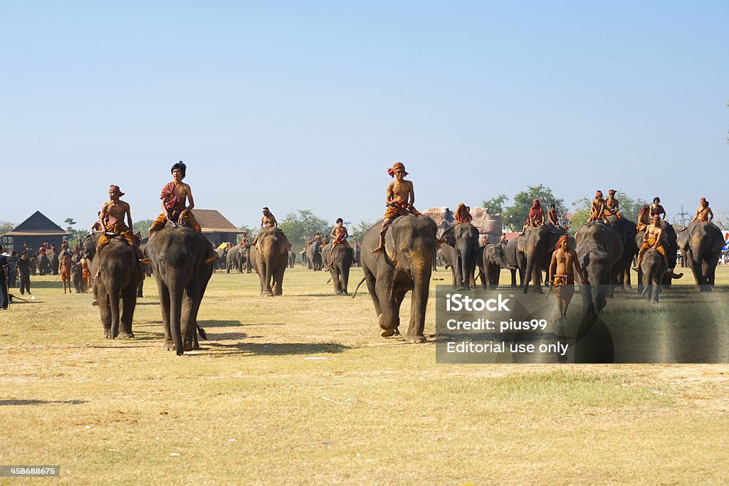 가축떼 코끼리를 걷기 필드 폄 - 로열티 프리 가축떼 스톡 사진