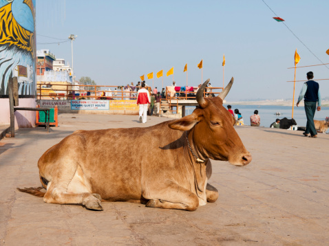 Varanasi, India - December 17, 2007: Large brown cow sits peacefully by the banks of the Ganges river. People can be seen passing by in the background. Cows are considered sacred in the hindu religion so can go about more or less as they please in India.