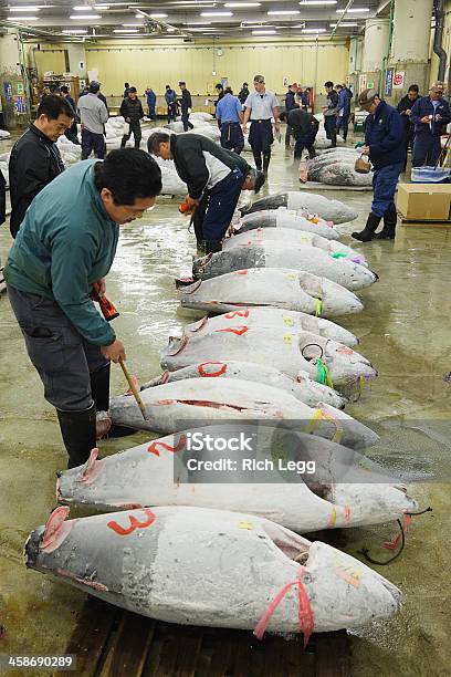 Tuna Aukcji Kontroli W Tsukiji Rynku - zdjęcia stockowe i więcej obrazów Azja - Azja, Azjaci, Biznes międzynarodowy