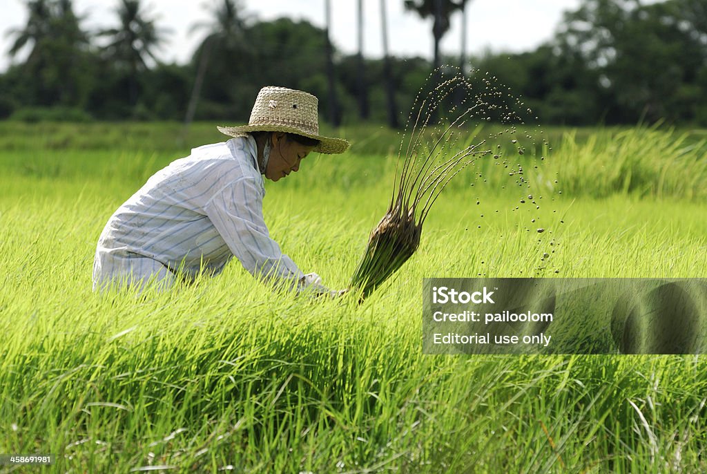 agricoltore - Foto stock royalty-free di Agricoltore