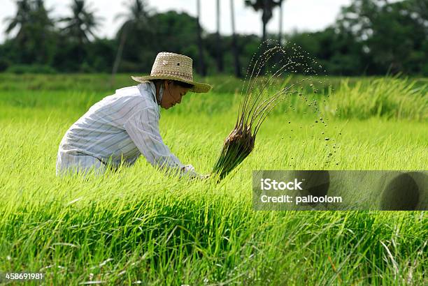 Agricoltore - Fotografie stock e altre immagini di Agricoltore - Agricoltore, Tailandia, Acqua