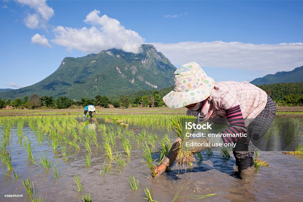 Planting rice seedlings. Chiang Dao, Thailand - July 7, 2011: Manual farm labourers plant rice seedlings in paddy fields. In the background is the spectacular Doi Luang, meaning 'Big mountain' Thailand's third highest mountain located near Chiang Dao, which is a small northern town. The mountain is famous for an extensive cave network and old Buddhist structures dating back hundreds of years found around its base. Agricultural Field Stock Photo