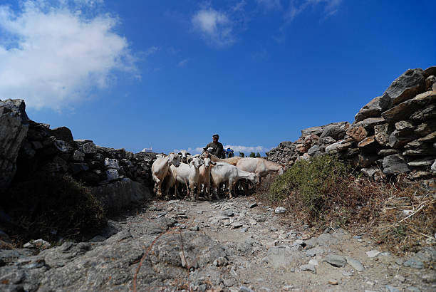 Shepherd and his sheep stock photo