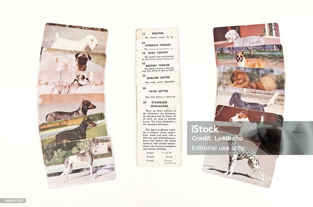 Traindex Dog Collector Cards Phoenix, United States - July 4, 2011: Antique Traindex Dog Breed Informative Cards copyrighted in 1948.  The front sides of these cards show a color picture of a dog and the reverse side gives a brief description of that breed. Trading Cards Stock Photo