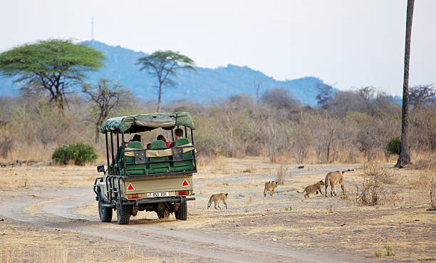 サファリでルアハ、タンザニア、雌ライオンと 3 つのカブズ road の交差点 - safari animals lioness three animals wildlife ストックフォトと画像