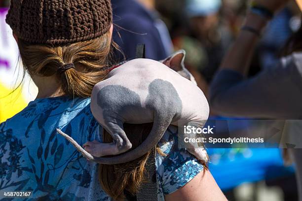 Die Frau Halten Katze Mit Einer Sphinx Stockfoto und mehr Bilder von Drachenboot - Drachenboot, Drachenbootrennen, Editorial