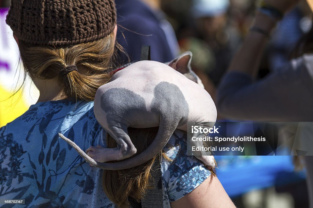 La mujer retención de un gato esfinge (peterbold) - Foto de stock de Adulto libre de derechos