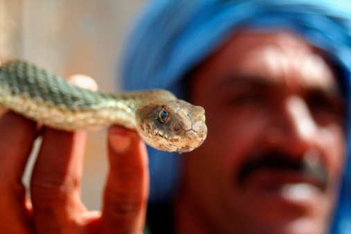 Ait Benhaddou, Morocco - October 11, 2008: A tuareg snake charmer holds a viper during a performance in the streets of Ait Benhaddou.