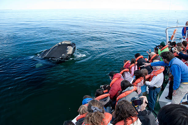 Whale Watching "PenA-nsula ValdAs, Puero Madryn , Argentina - September 14, 2010: A group of people sailing in a whale watching tour around a sea life protected area in Puerto Piramides." whale watching stock pictures, royalty-free photos & images