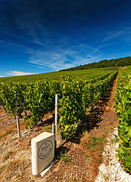 Moet et Chandon "Cramant, France - August 27, 2012: Moet et Chandon sign in front of rows of Moet et Chandon vines near Cramant." moet chandon stock pictures, royalty-free photos & images