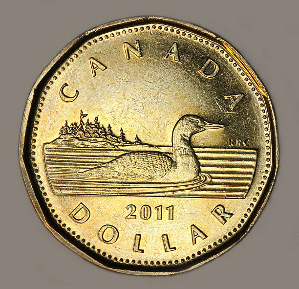 canadian loon dollar coin - endollarsmynt kanadensiskt mynt bildbanksfoton och bilder