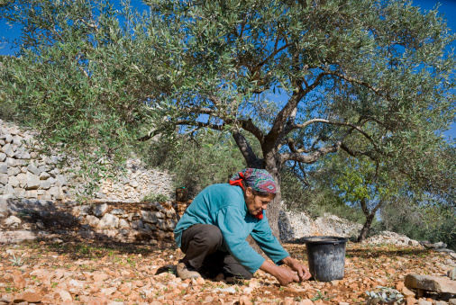 Aboud, West Bank (Palestine) - November 11, 2006: A Palestinian woman gathers olives she has knocked out of a tree. Olive trees are an integral part of Palestinian culture, and diet.