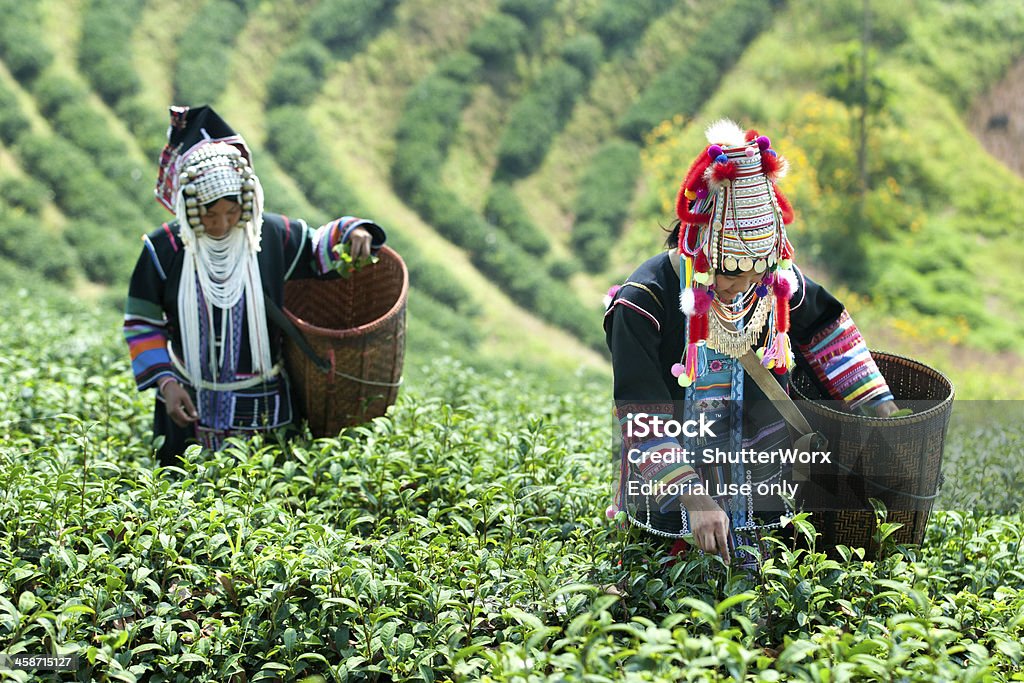 Akha Hill Tribe mujeres - Foto de stock de Café - Cultivo libre de derechos