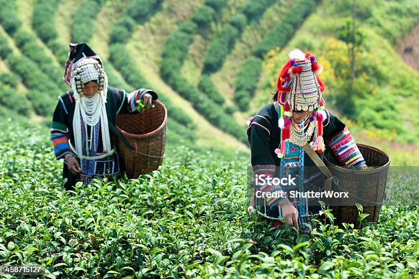 Akha Hill Tribe Mujeres Foto de stock y más banco de imágenes de Café - Cultivo - Café - Cultivo, Plantar, Mujeres