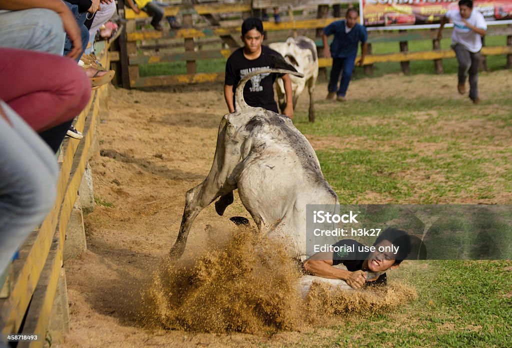 Corrida - Foto stock royalty-free di Alzarsi su due zampe