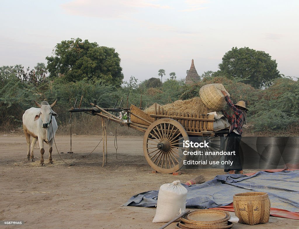 Agriculteur chargement son bullock panier - Photo de Agriculteur libre de droits