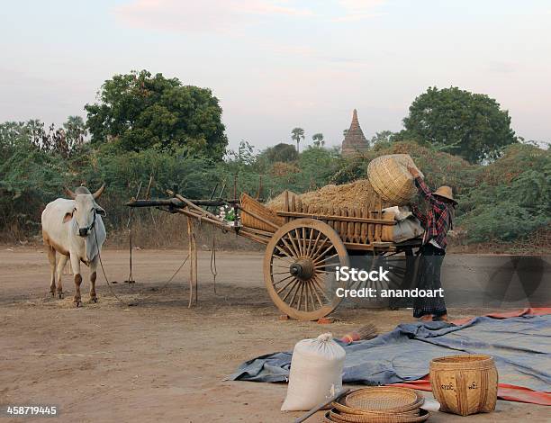 Photo libre de droit de Agriculteur Chargement Son Bullock Panier banque d'images et plus d'images libres de droit de Agriculteur - Agriculteur, Antique, Architecture